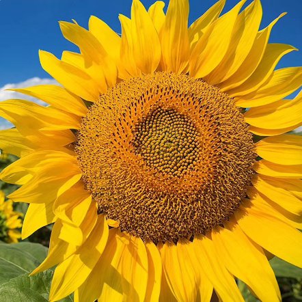 25 Count Flower Mammoth Grey Stripe Sunflower Seeds Giant Yellow Sun Flower