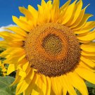 25 Count Flower Mammoth Grey Stripe Sunflower Seeds Giant Yellow Sun Flower