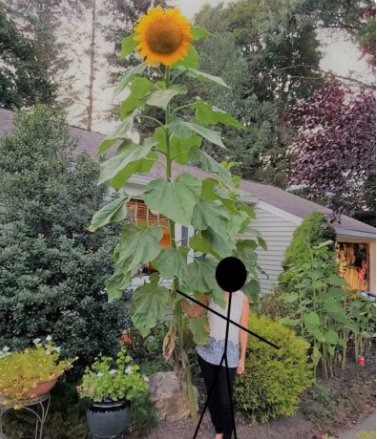 75 Count Flower Mammoth Grey Stripe Sunflower Seeds Giant Yellow Sun Flower