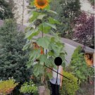75 Count Flower Mammoth Grey Stripe Sunflower Seeds Giant Yellow Sun Flower
