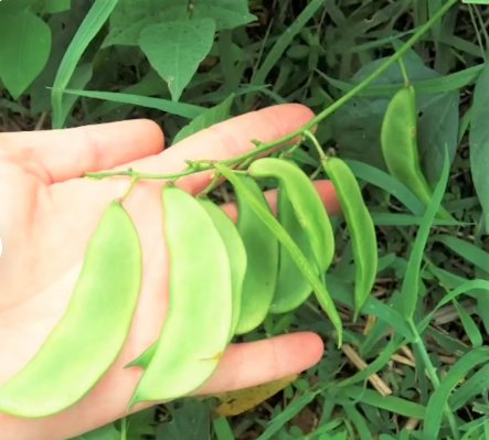 20 Count Vegetable Henderson Lima Bean Seed Baby Butter Beans