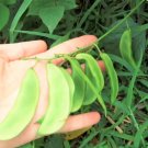 20 Count Vegetable Henderson Lima Bean Seed Baby Butter Beans