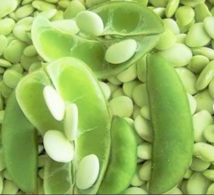 60 Count Vegetable Henderson Lima Bean Seed Baby Butter Beans