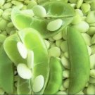 60 Count Vegetable Henderson Lima Bean Seed Baby Butter Beans