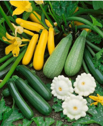 120 Count Vegetable 5 Species Summer Squash Mix Seeds