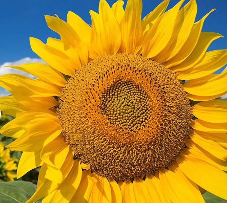 25 Count Flower Mammoth Grey Stripe Sunflower Seeds