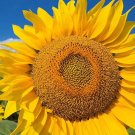 25 Count Flower Mammoth Grey Stripe Sunflower Seeds