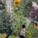 75 Count Flower Mammoth Grey Stripe Sunflower Seeds