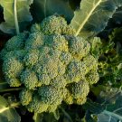 1200 Count Vegetable Green Sprouting Vegetable Seed Broccolini Rabe