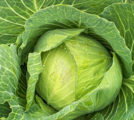 400 Count Vegetable Golden Acre Cabbage Seeds Cold Hardy Classic Green Canonball