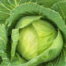400 Count Vegetable Golden Acre Cabbage Seeds Cold Hardy Classic Green Canonball