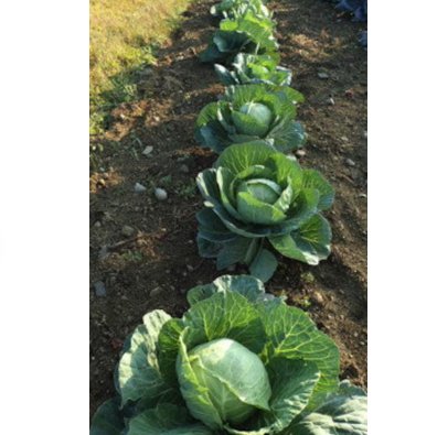 2400 Count Vegetable Golden Acre Cabbage Seeds Cold Hardy Classic Green Canonball