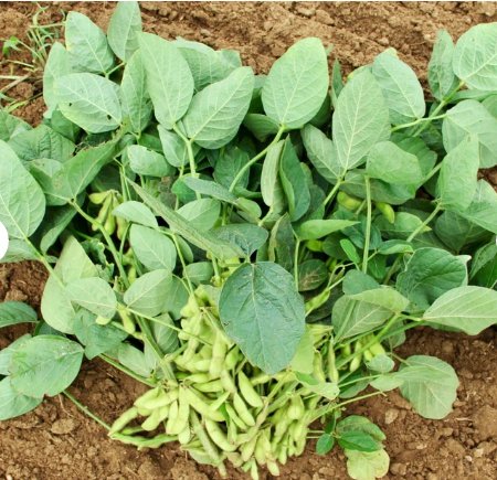 20 Count Vegetable Triple Play Japanese Edamame Soybean Seeds