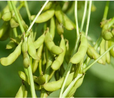 60 Count Vegetable Triple Play Japanese Edamame Soybean Seeds