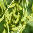 60 Count Vegetable Triple Play Japanese Edamame Soybean Seeds