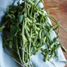 120 Count Vegetable Triple Play Japanese Edamame Soybean Seeds