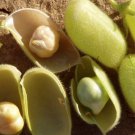 30 Count Vegetable Chickpea Seeds Garbanzo Egyptian Vegan