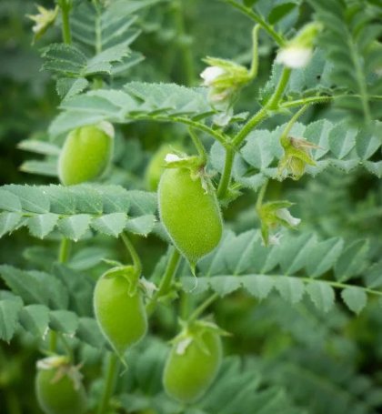 90 Count Vegetable Chickpea Seeds Garbanzo Egyptian Vegan