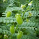 90 Count Vegetable Chickpea Seeds Garbanzo Egyptian Vegan