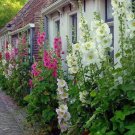 50 Count Flower Summer Carnival Hollyhocks Seeds Alcea Rosea Garden Flower Rose Seed Plant