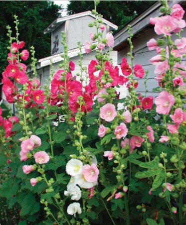 150 Count Flower Summer Carnival Hollyhocks Seeds Alcea Rosea Garden Flower Rose Seed Plant