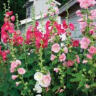 150 Count Flower Summer Carnival Hollyhocks Seeds Alcea Rosea Garden Flower Rose Seed Plant