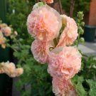 300 Count Flower Summer Carnival Hollyhocks Seeds Alcea Rosea Garden Flower Rose Seed Plant
