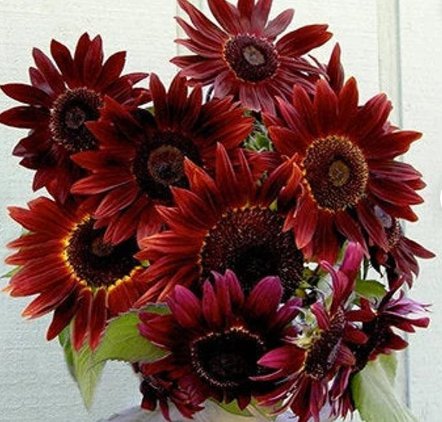 50 Count Flower Red Sun Sunflower Seeds Maroon Burgundy Gold Sun Flower