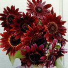 50 Count Flower Red Sun Sunflower Seeds Maroon Burgundy Gold Sun Flower