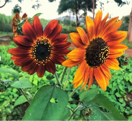 150 Count Flower Red Sun Sunflower Seeds Maroon Burgundy Gold Sun Flower
