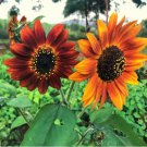 150 Count Flower Red Sun Sunflower Seeds Maroon Burgundy Gold Sun Flower