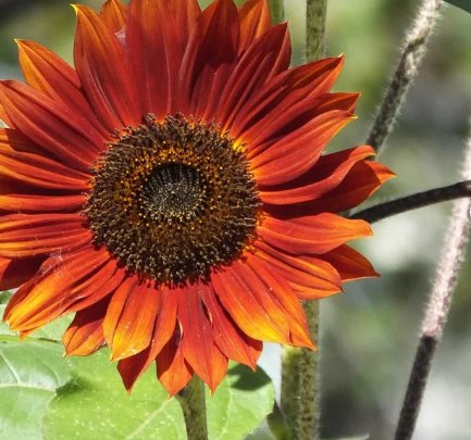 300 Count Flower Red Sun Sunflower Seeds Maroon Burgundy Gold Sun Flower