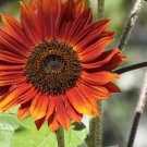 300 Count Flower Red Sun Sunflower Seeds Maroon Burgundy Gold Sun Flower