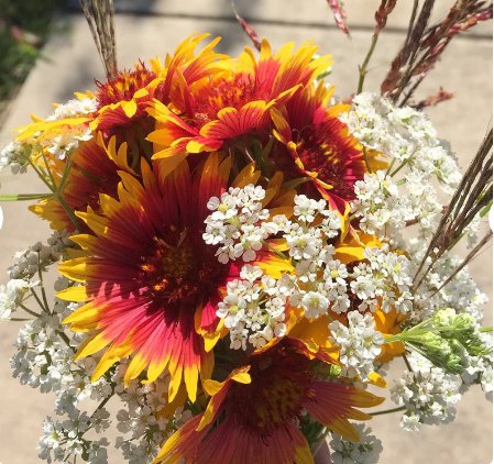200 Count Flower Indian Blanket Flower Seeds Gaillardia Firewheel Garden Sunflower Sun Flower Red