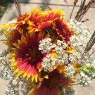 200 Count Flower Indian Blanket Flower Seeds Gaillardia Firewheel Garden Sunflower Sun Flower Red