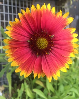 600 Count Flower Indian Blanket Flower Seeds Gaillardia Firewheel Garden Sunflower Sun Flower Red