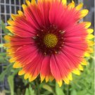 600 Count Flower Indian Blanket Flower Seeds Gaillardia Firewheel Garden Sunflower Sun Flower Red