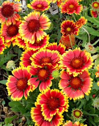 1200 Count Flower Indian Blanket Flower Seeds Gaillardia Firewheel Garden Sunflower Sun Flower Red