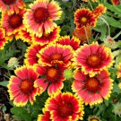 1200 Count Flower Indian Blanket Flower Seeds Gaillardia Firewheel Garden Sunflower Sun Flower Red