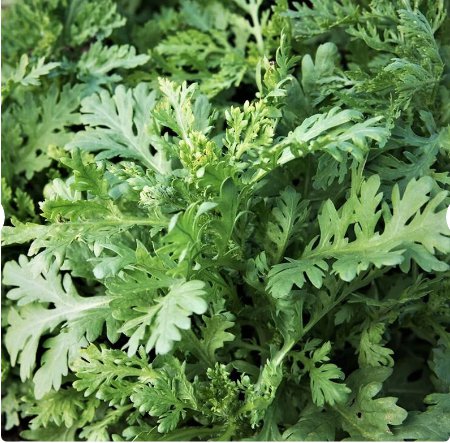 200 Count Vegetable Garland Chrysanthemum Greens Seeds Edible Crown Daisy Shungiku