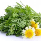 600 Count Vegetable Garland Chrysanthemum Greens Seeds Edible Crown Daisy Shungiku