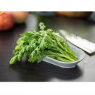 1200 Count Vegetable Garland Chrysanthemum Greens Seeds Edible Crown Daisy Shungiku