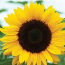 150 Count Flower Sunflower Seeds For Planting Huge Tall Peredovik Black Oil Common Sun Flower