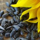 1 Ounce Flower Sunflower Seeds For Planting Huge Tall Peredovik Black Oil Common Sun Flower
