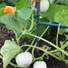 30 Count Vegetable Mini Mix Pumpkin Seeds | White Orange Mix Baby Boo