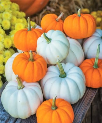 90 Count Vegetable Mini Mix Pumpkin Seeds White Orange Mix Baby Boo