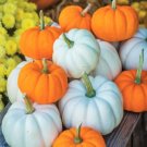 90 Count Vegetable Mini Mix Pumpkin Seeds White Orange Mix Baby Boo