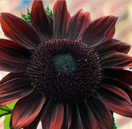 50 Count Flower Chocolate Cherry Sunflower Seeds Flowers Summer Red Brown Flower
