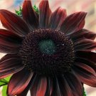 50 Count Flower Chocolate Cherry Sunflower Seeds Flowers Summer Red Brown Flower
