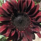 150 Count Flower Chocolate Cherry Sunflower Seeds Flowers Summer Red Brown Flower